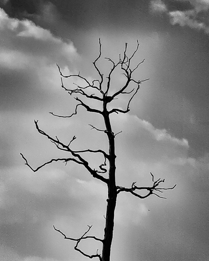 nature morte
