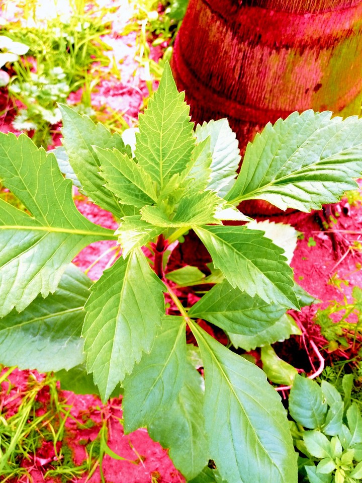 plant
