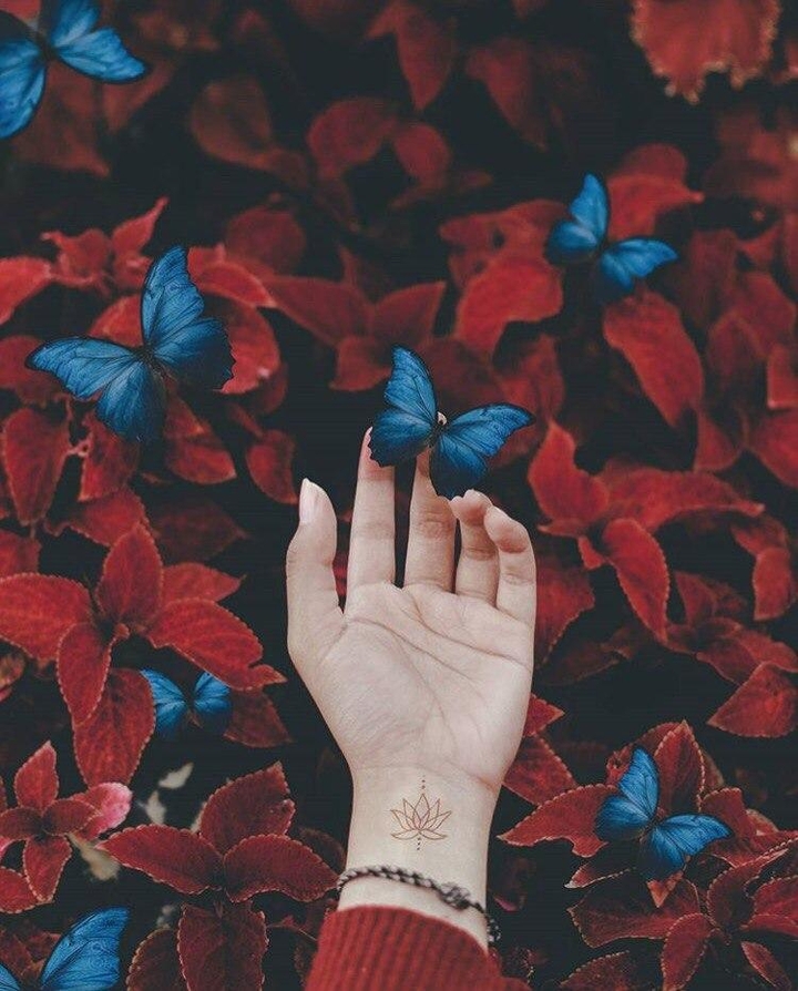 butterfly