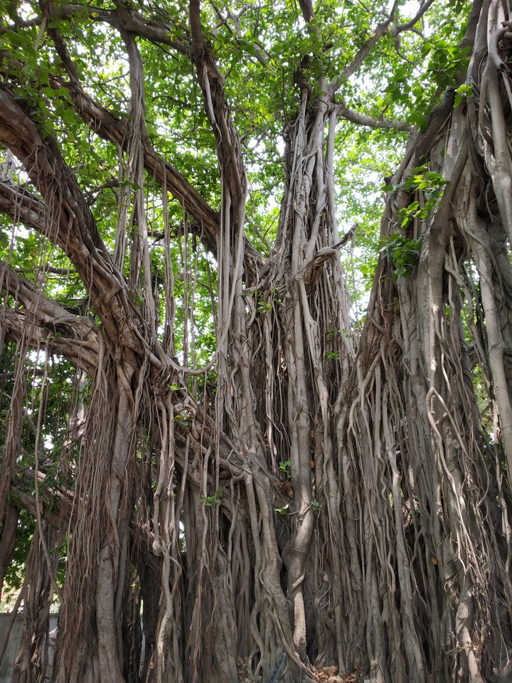 The Banyan