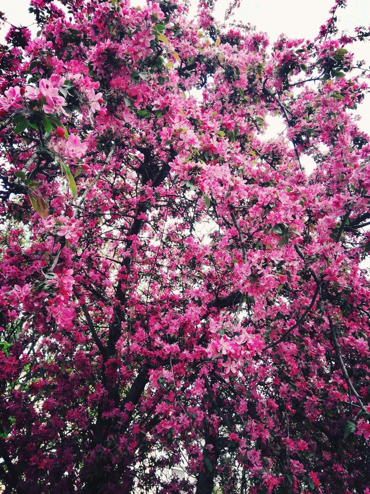Spring
