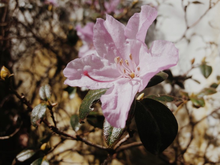 DER FRÜHLING KOMMT.