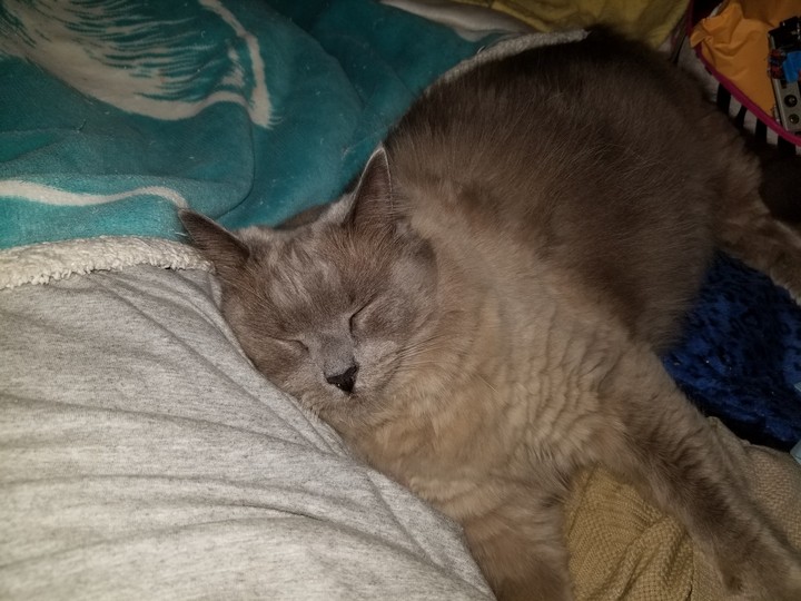 cat