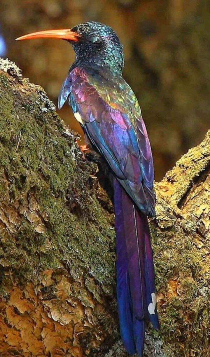 bird