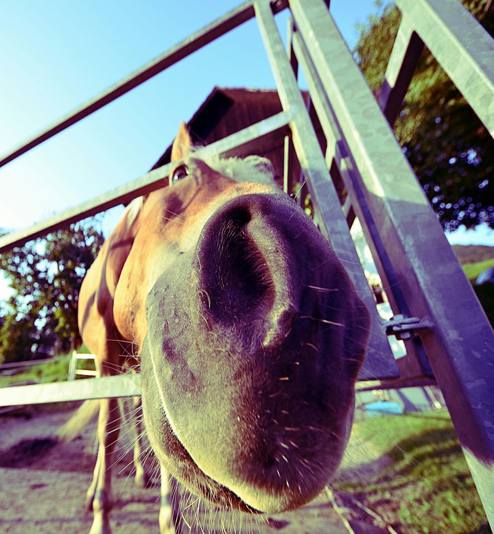 happy horse