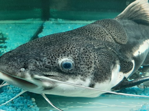 vertebrate, organism háttérképek