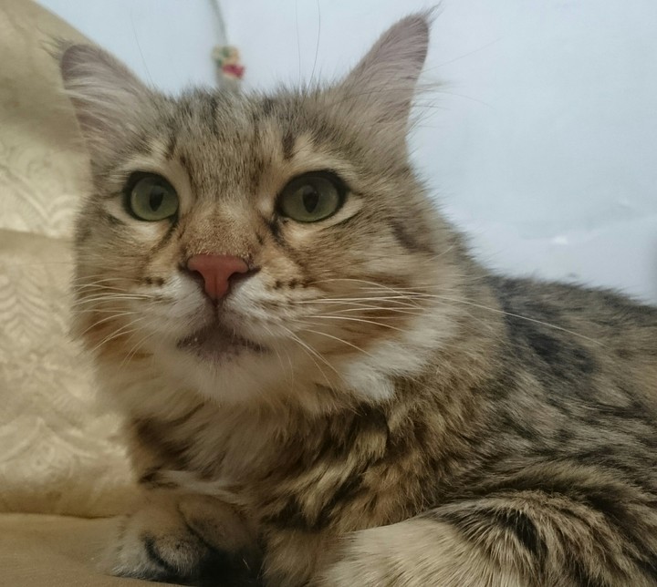 I feel my cat is very alone.