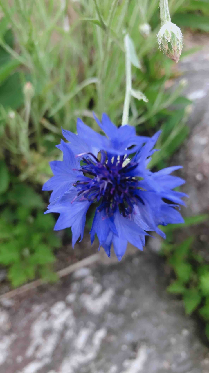 Violet