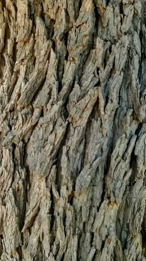 Tree Bark