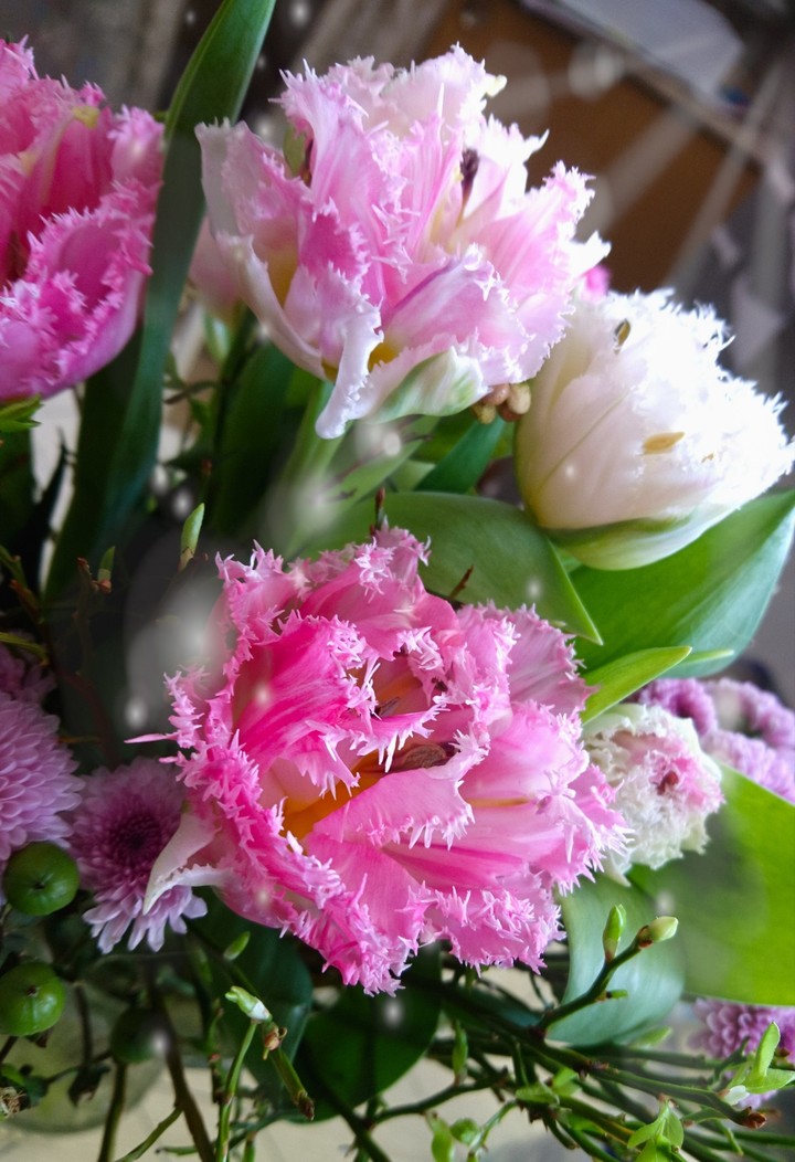 Tulipa