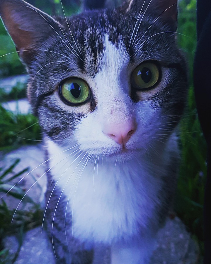 the bubu cat