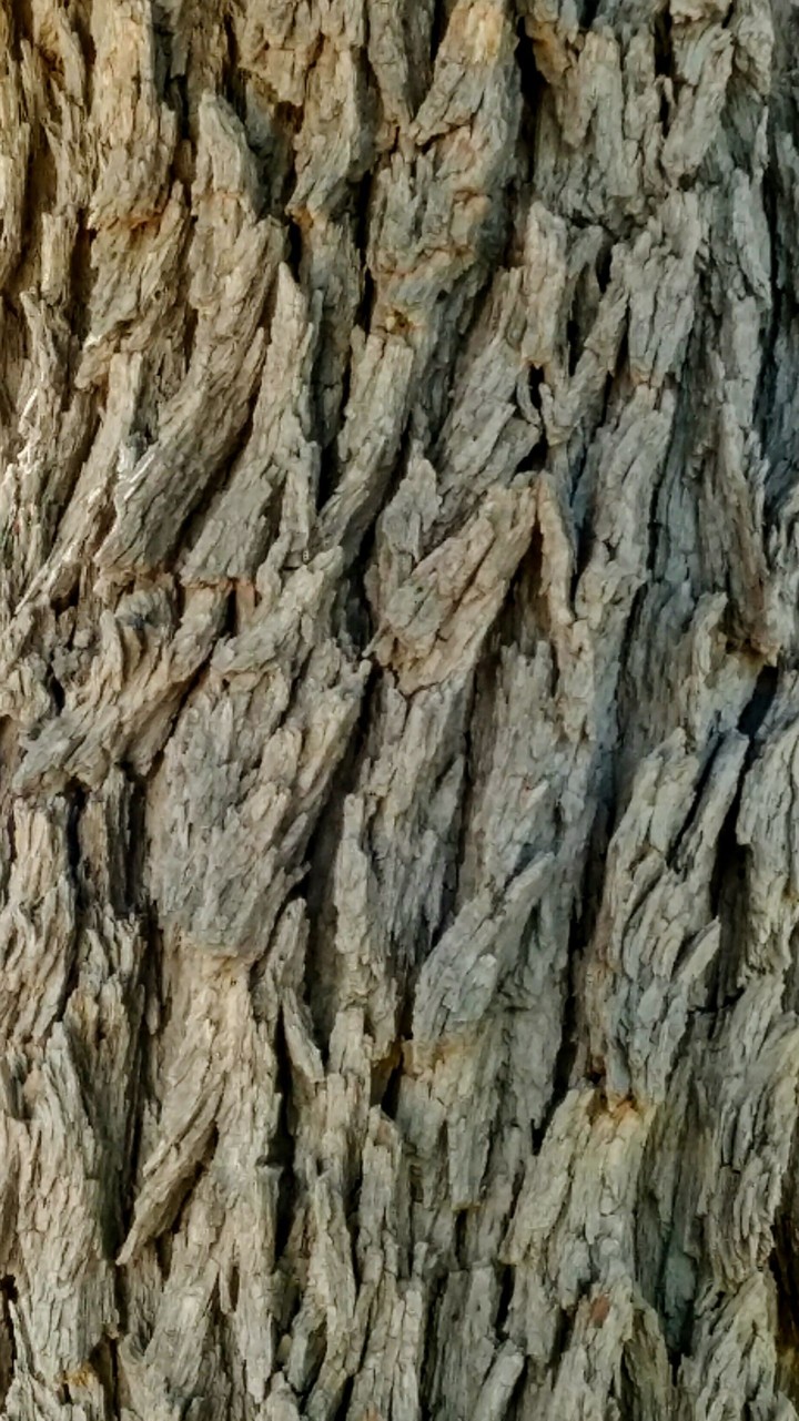 Tree Bark