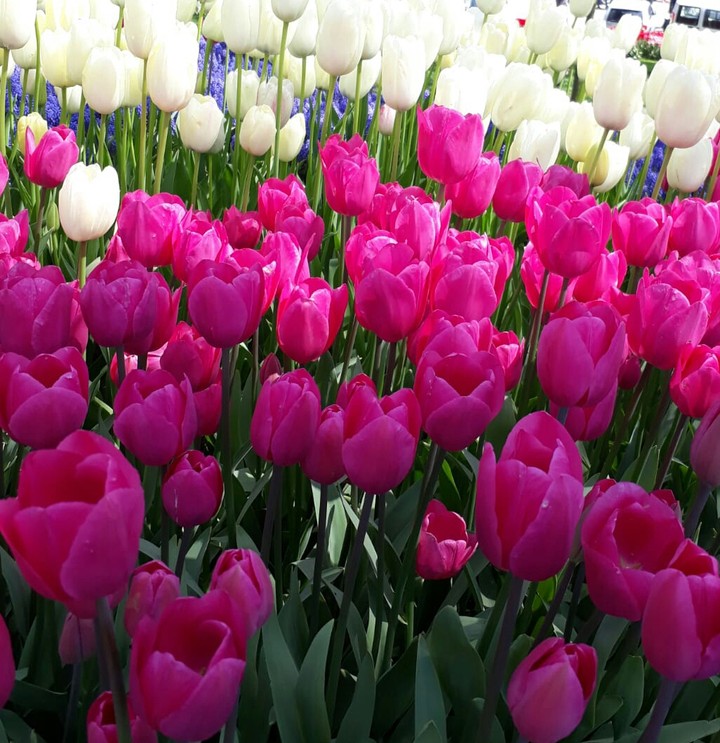 Istanbul Tulip Festival