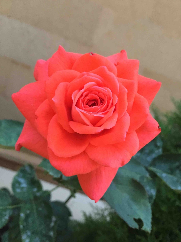 Handsome rose  :)