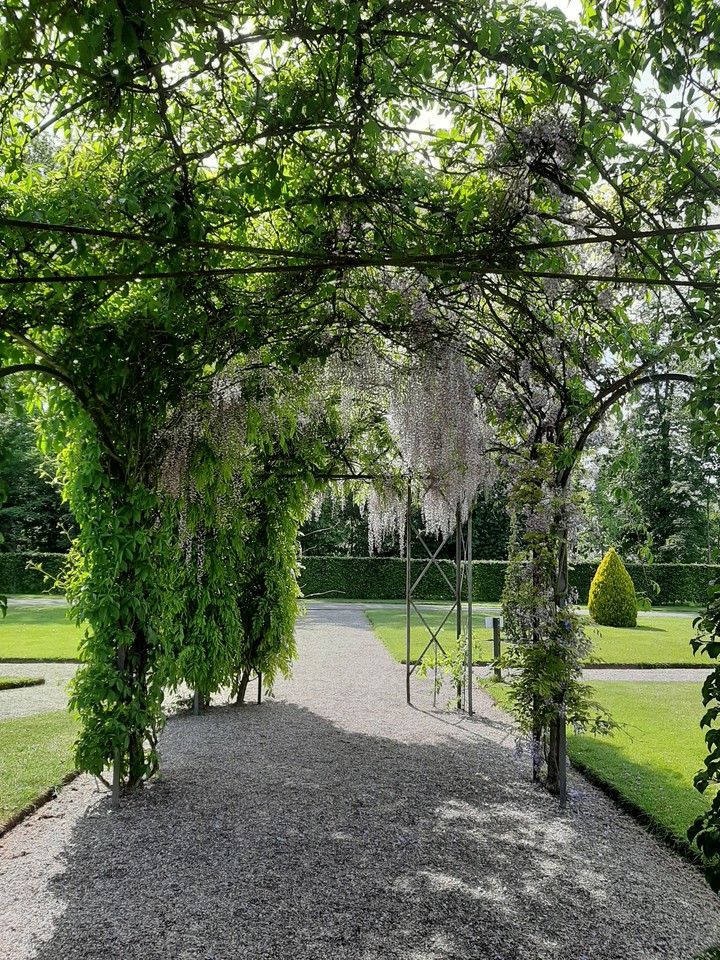 Wisteria in the gardens of Kasteel de Haar