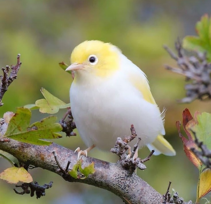 Bird
