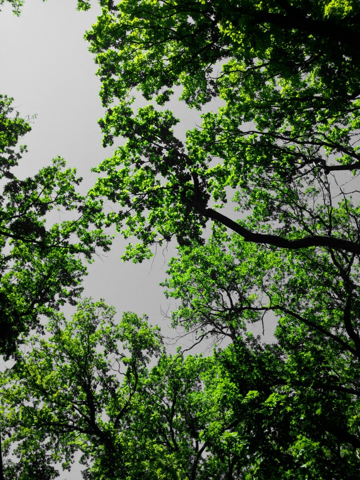 tree