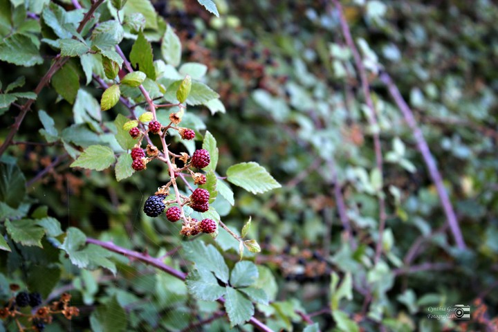 Nature