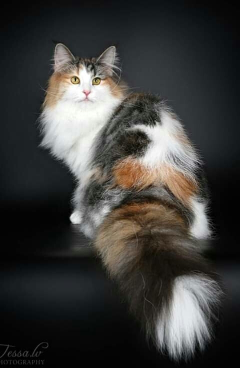 cat