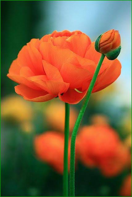 Bloom