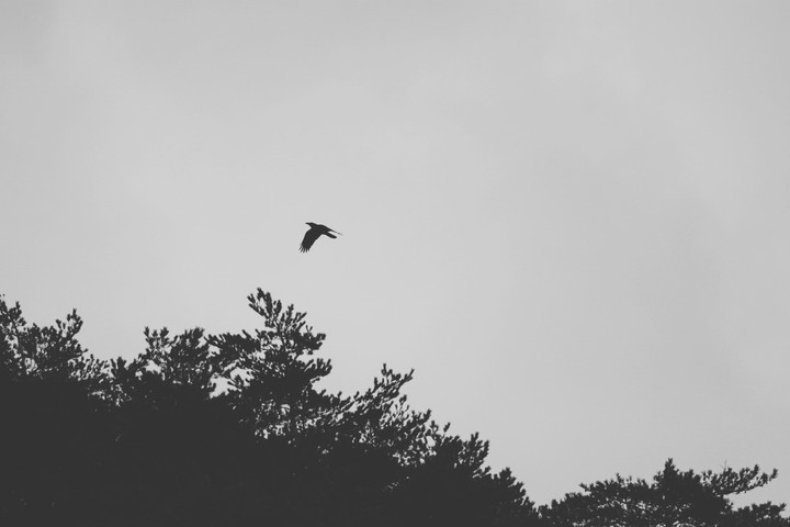 bird