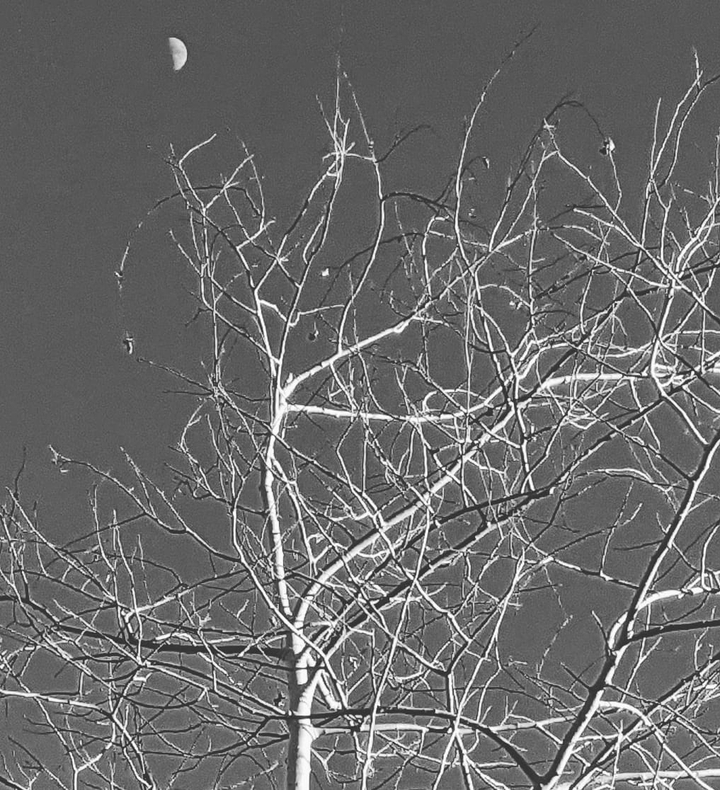 tree and moon