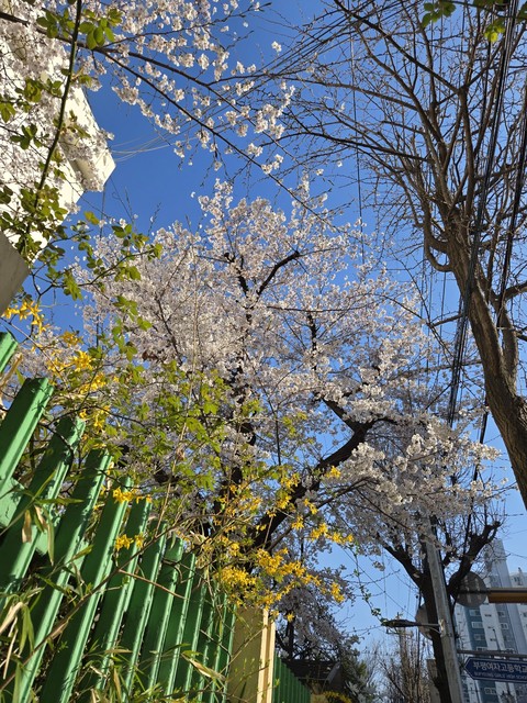 обои daytime, twig