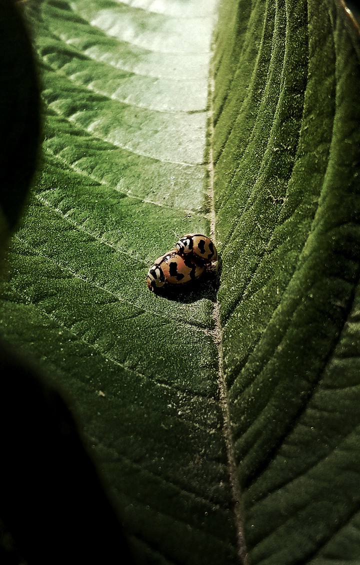 mating