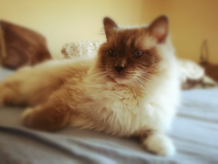 A cat
