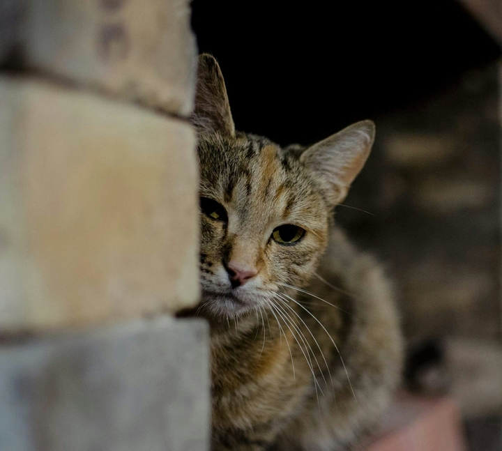 The Cat