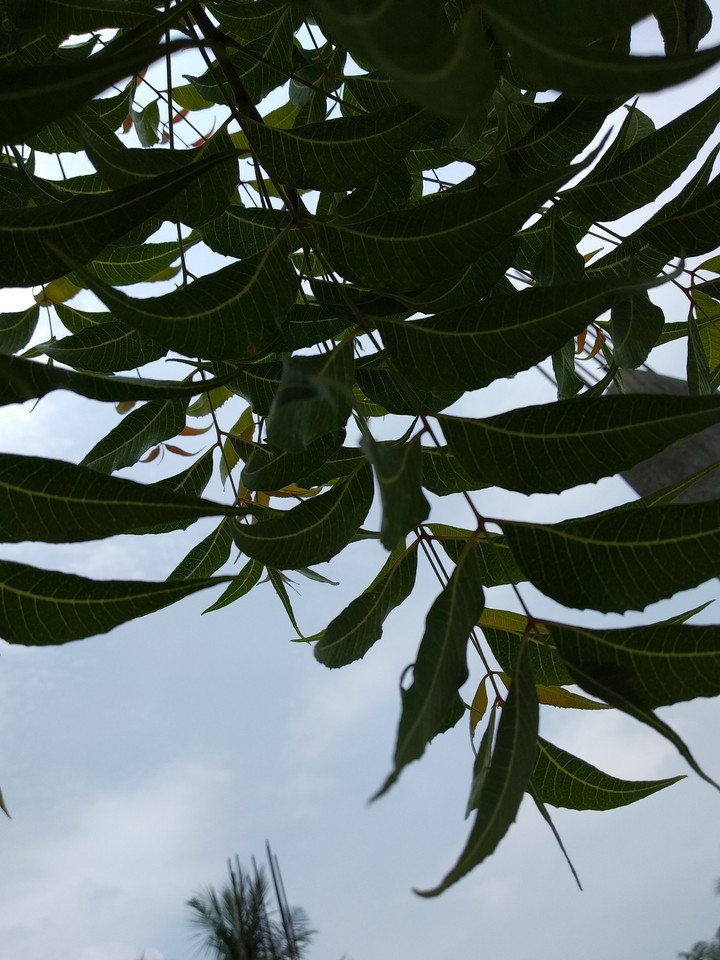 neem leaf's