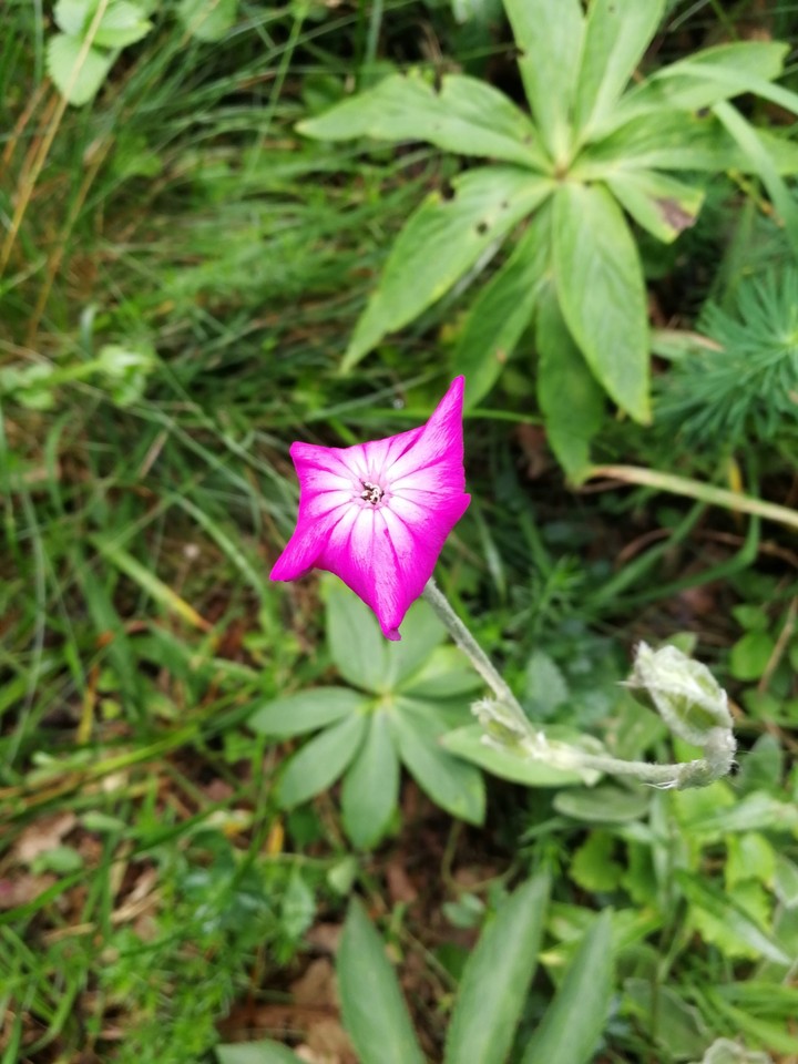 Pink flower