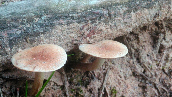 mushroom•