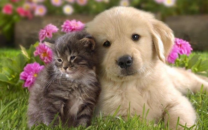 It cat & it dog together.