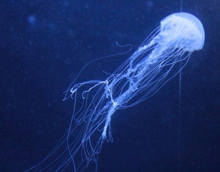 漂浮 Jellyfish
