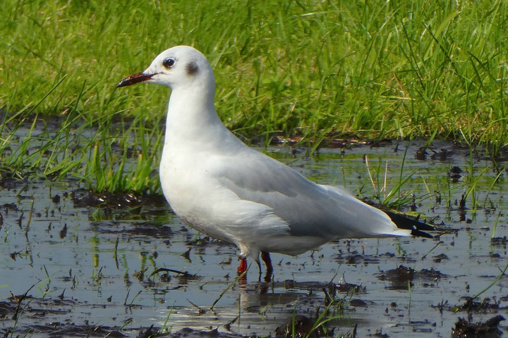 bird