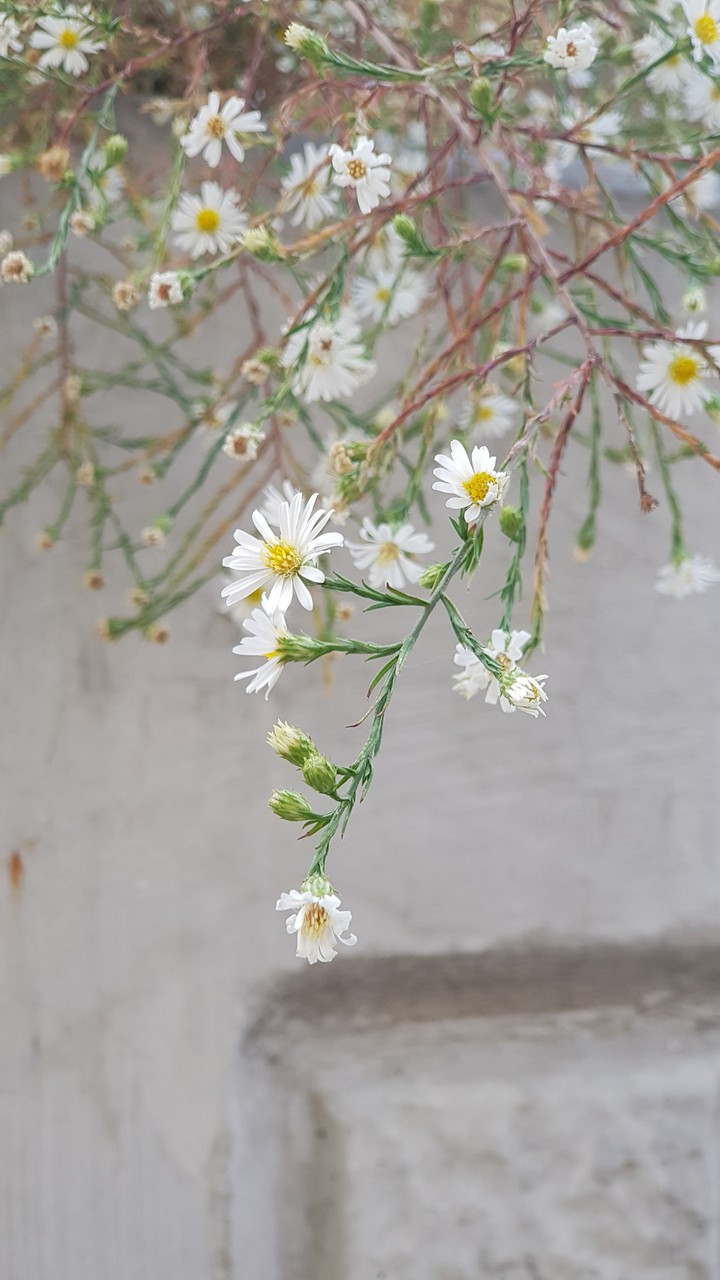 가을꽃