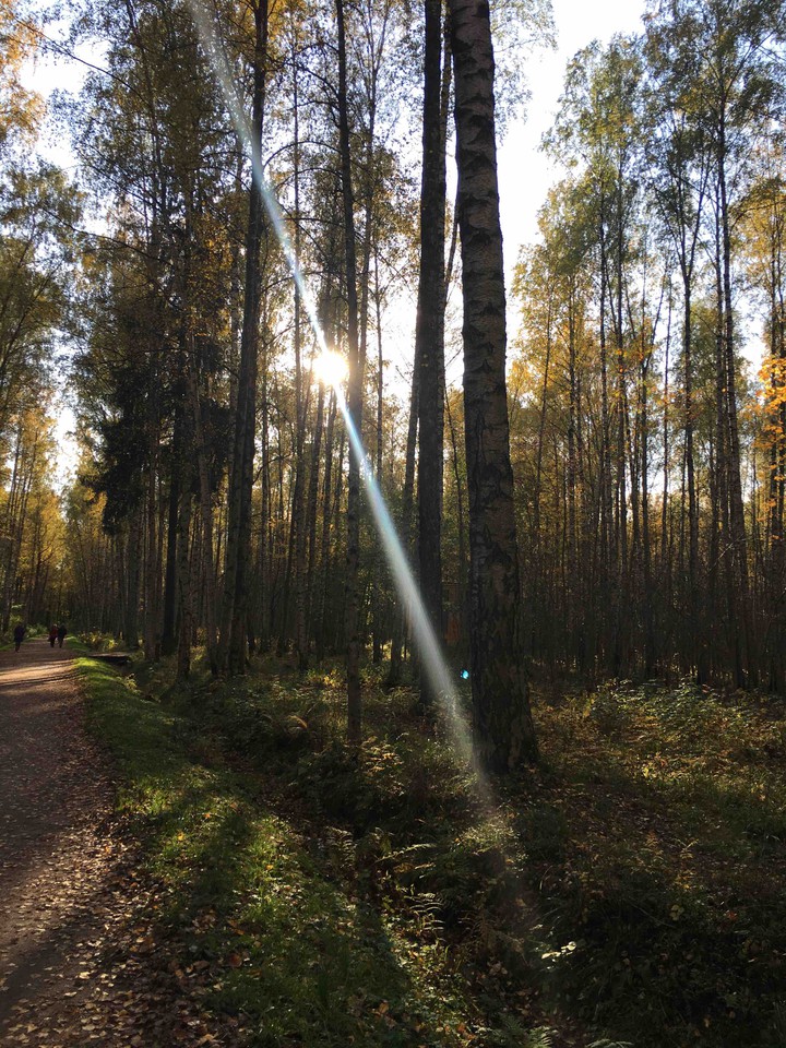 Autumn park