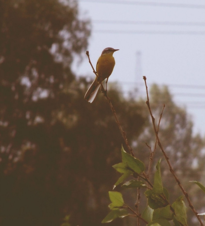 Little bird in the field