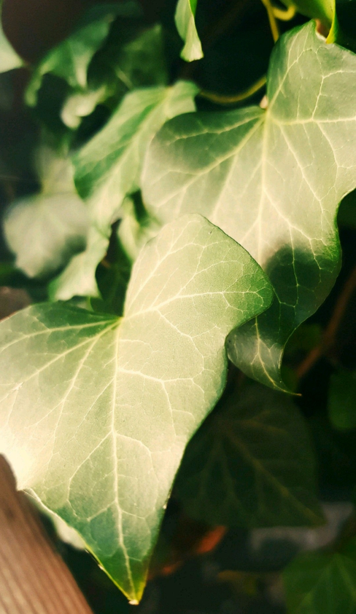 Efeu