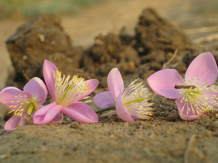 Pink blossoms on dark soil