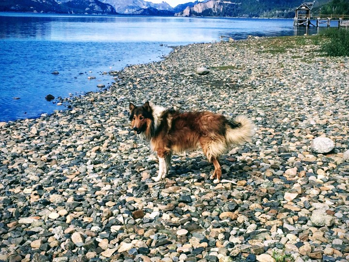 dog