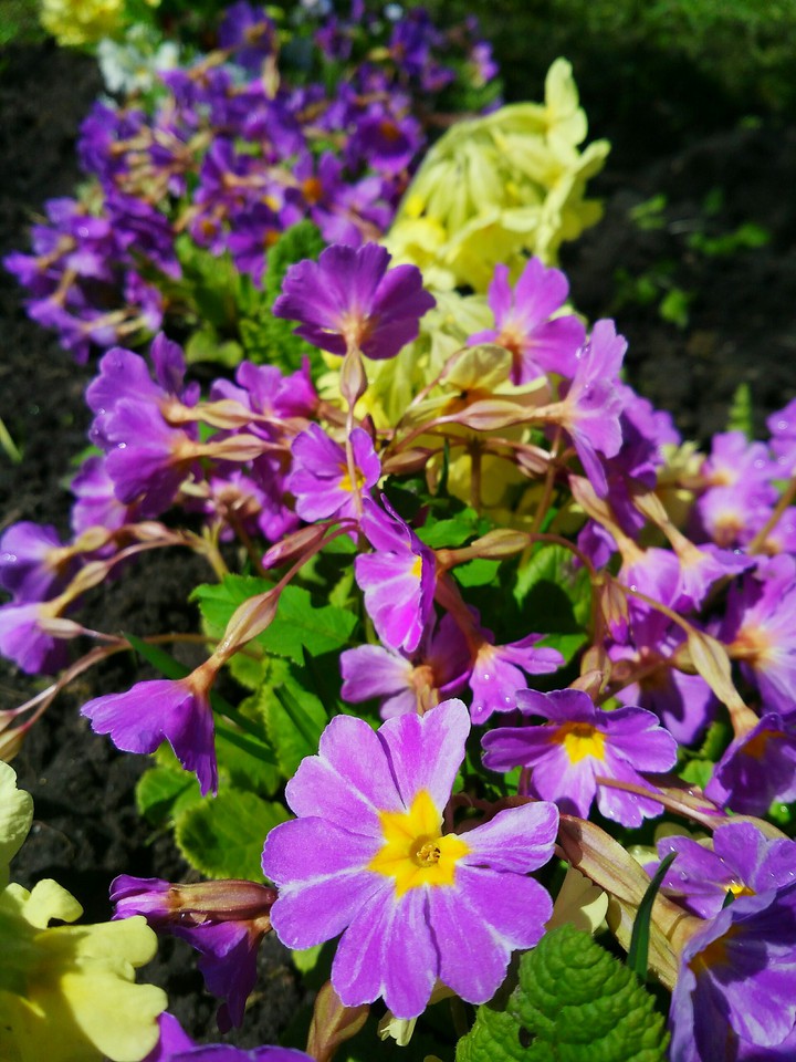 Flowers
