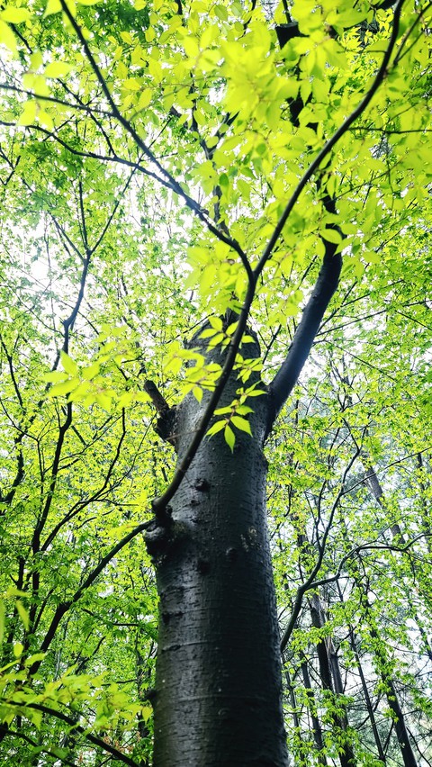 나무 tree