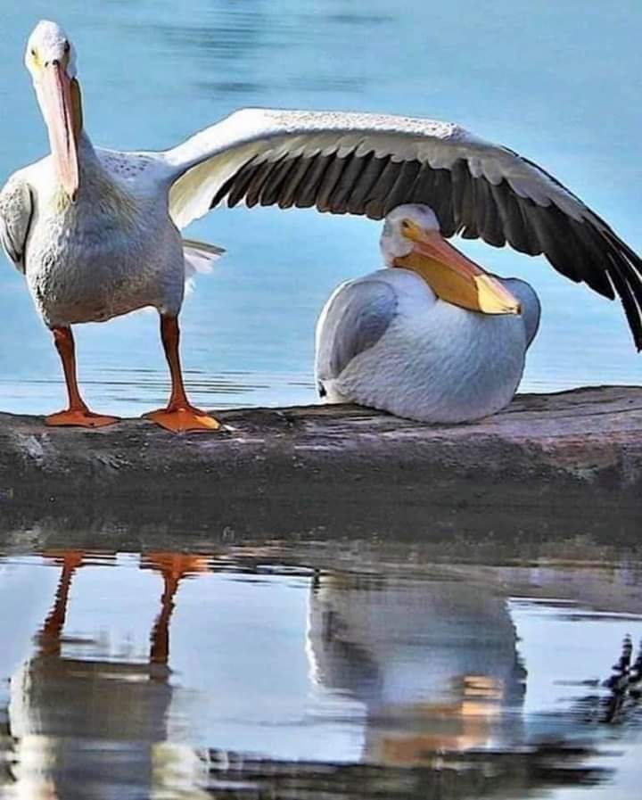 Couple of Pelicans