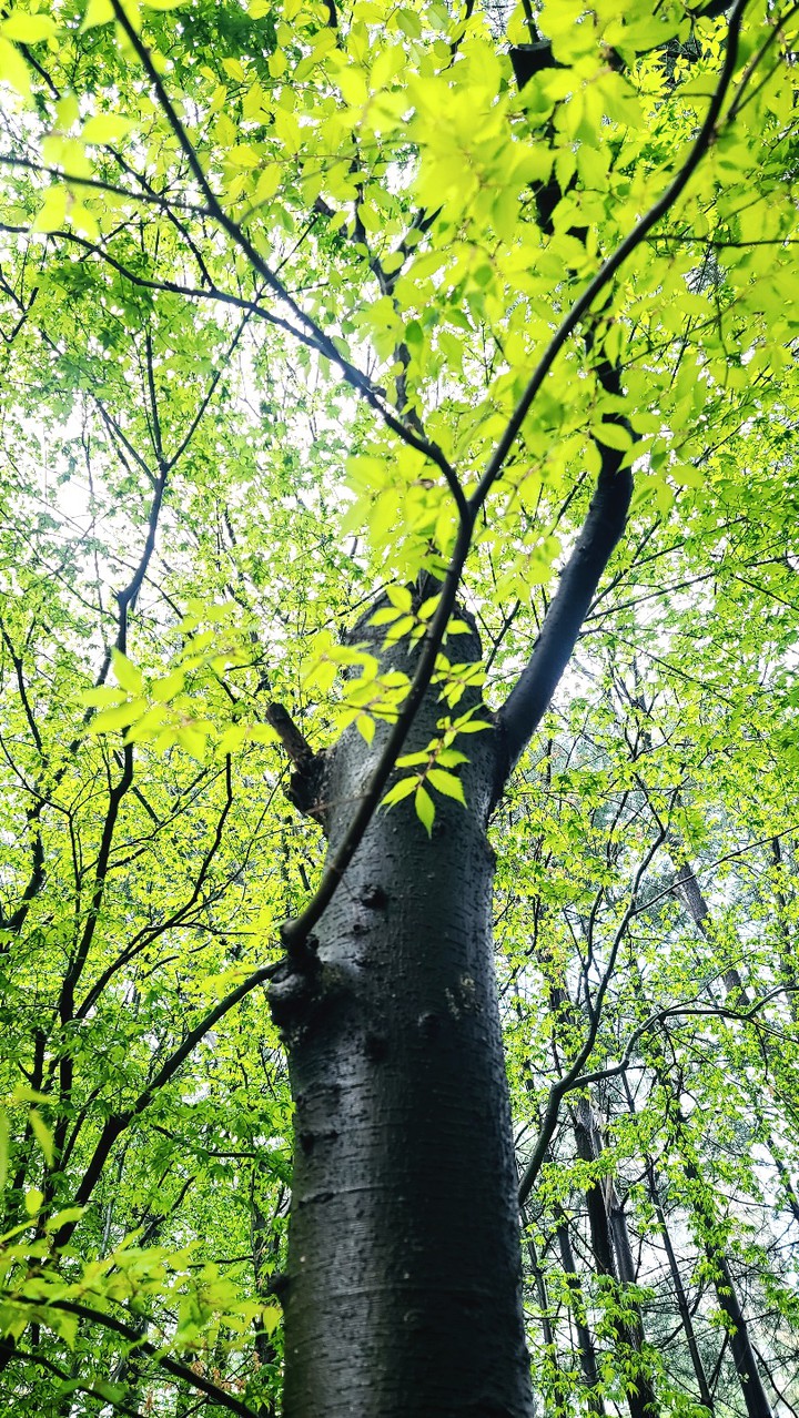 나무 tree
