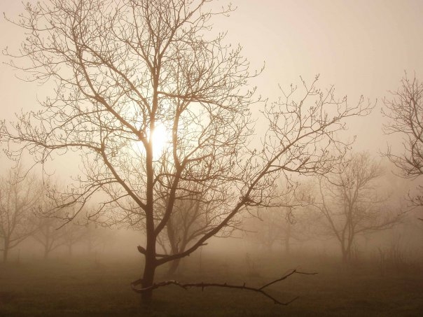 Morning light