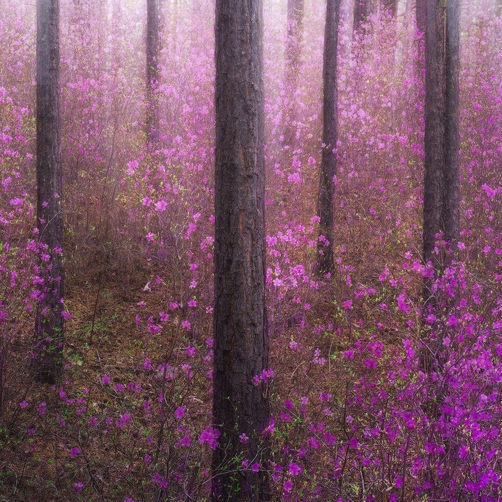 wallpapers_sah.spid