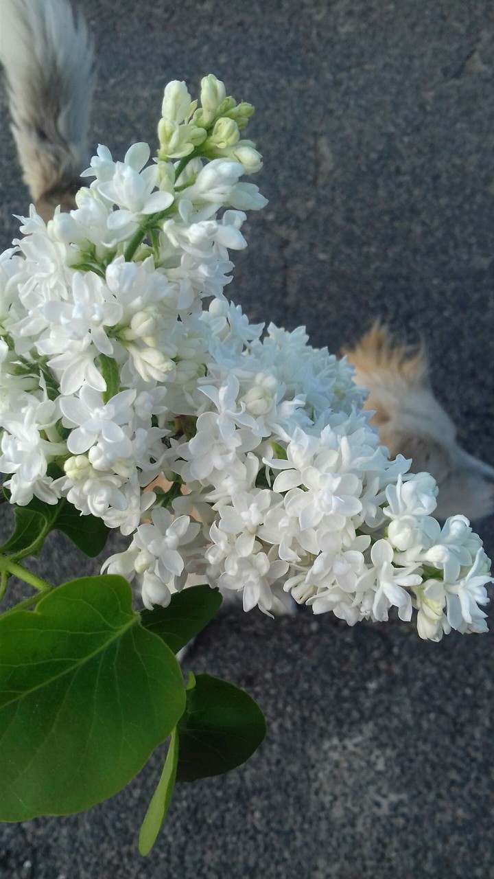 flower