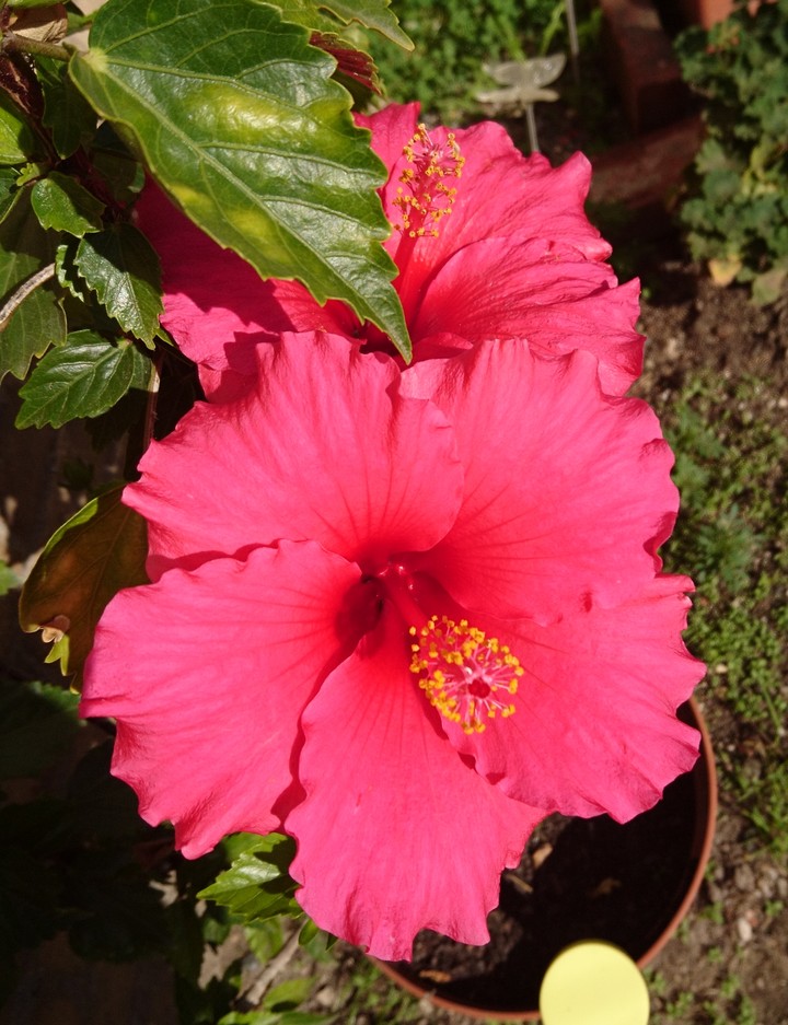 Hibiskus